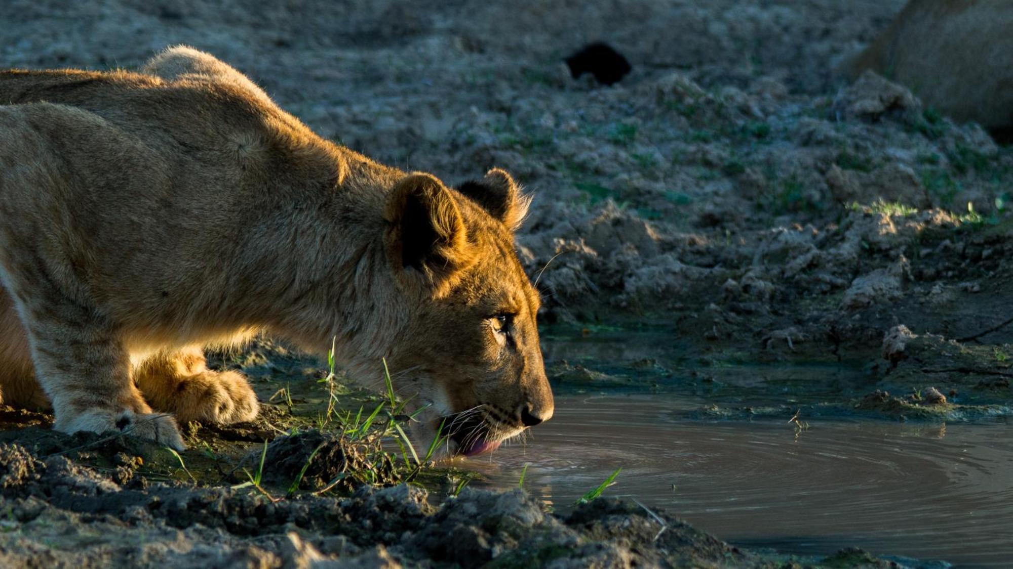 Kwandwe Private Game Reserve - Melton Manor Grahamstown Exteriér fotografie
