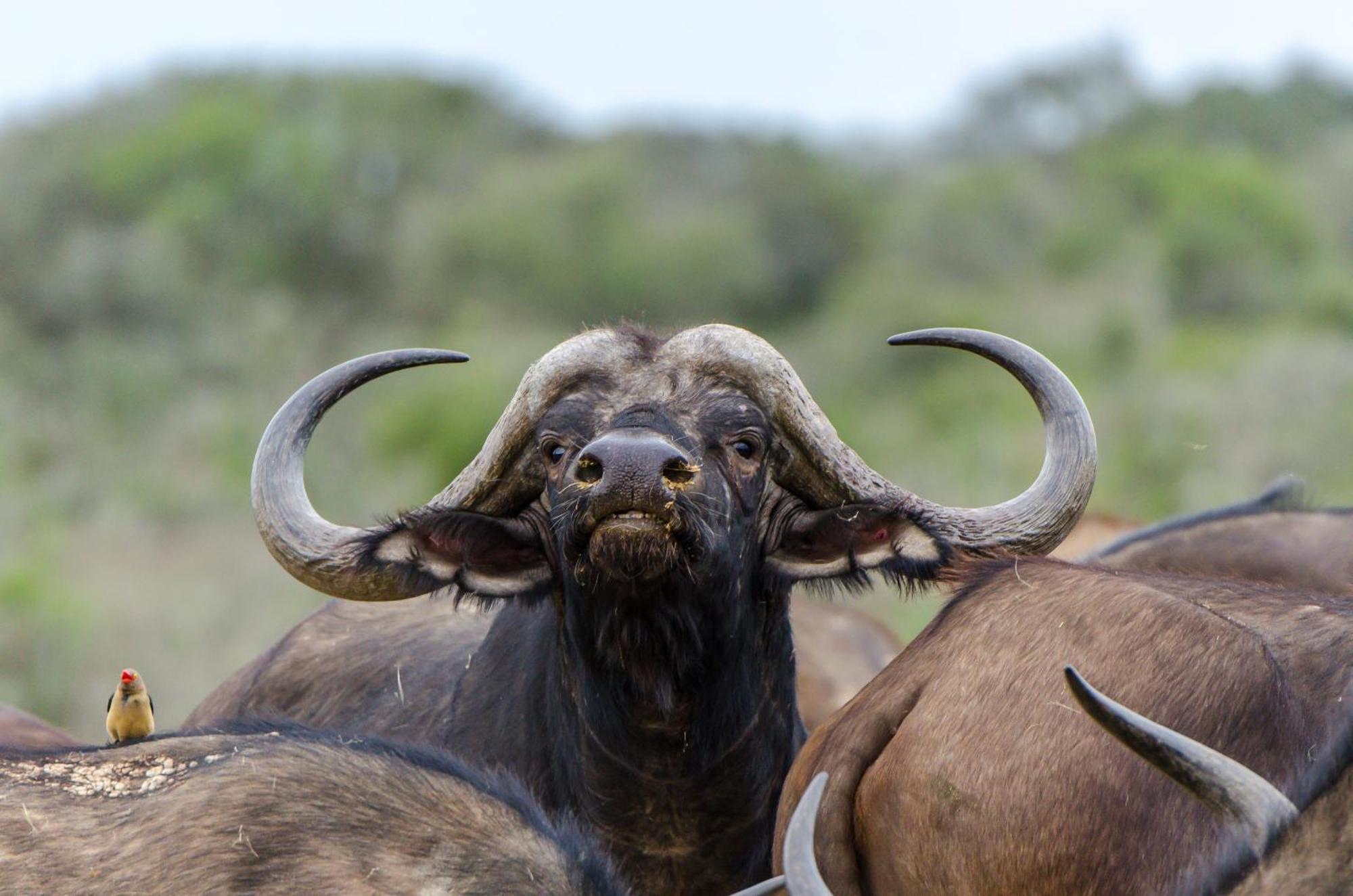 Kwandwe Private Game Reserve - Melton Manor Grahamstown Exteriér fotografie