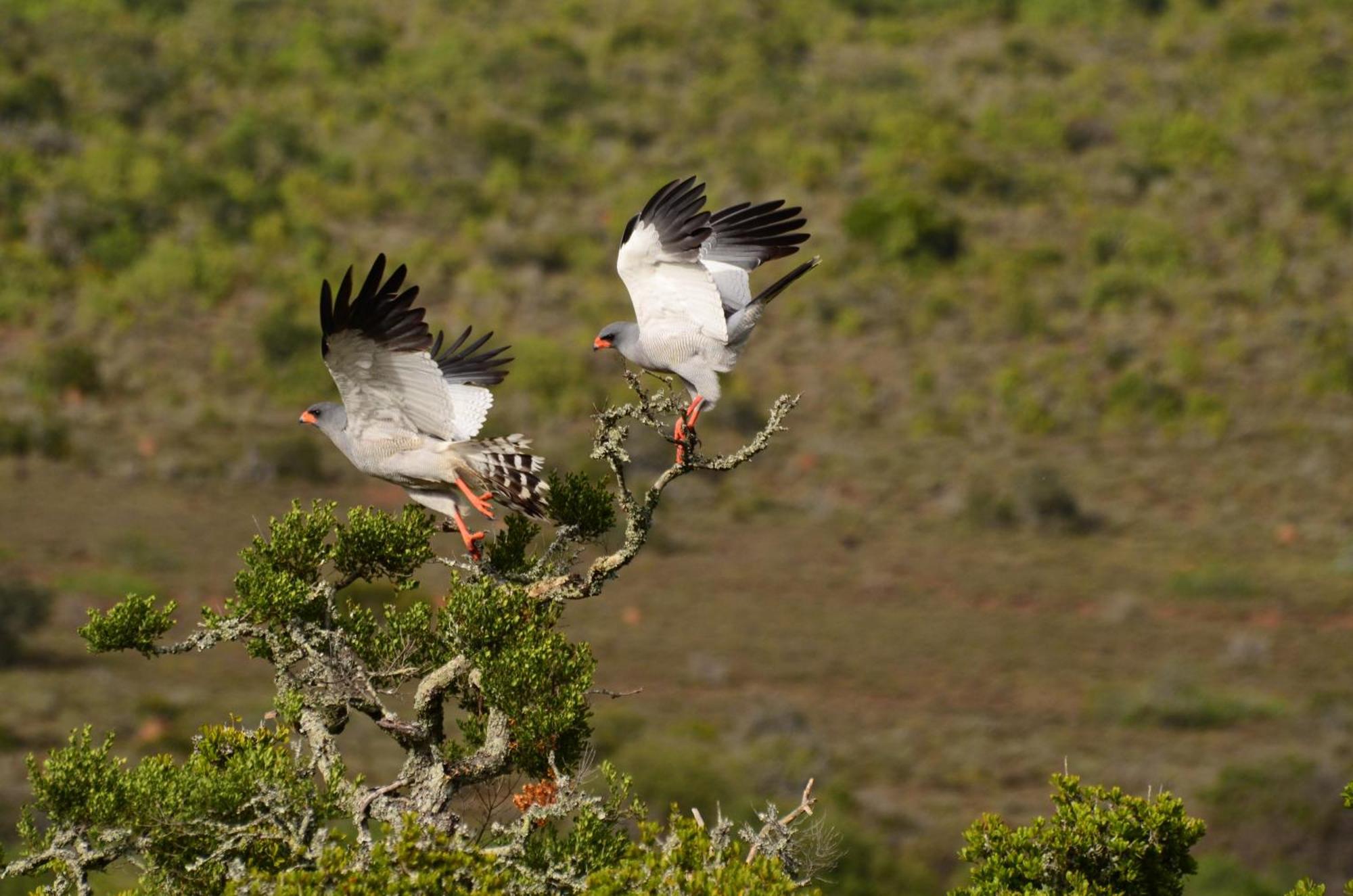 Kwandwe Private Game Reserve - Melton Manor Grahamstown Exteriér fotografie