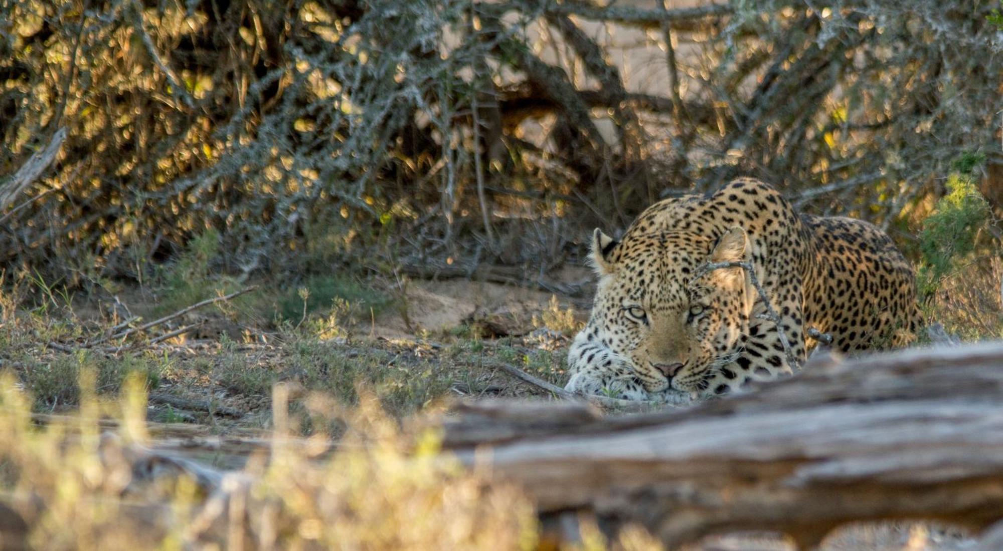 Kwandwe Private Game Reserve - Melton Manor Grahamstown Exteriér fotografie