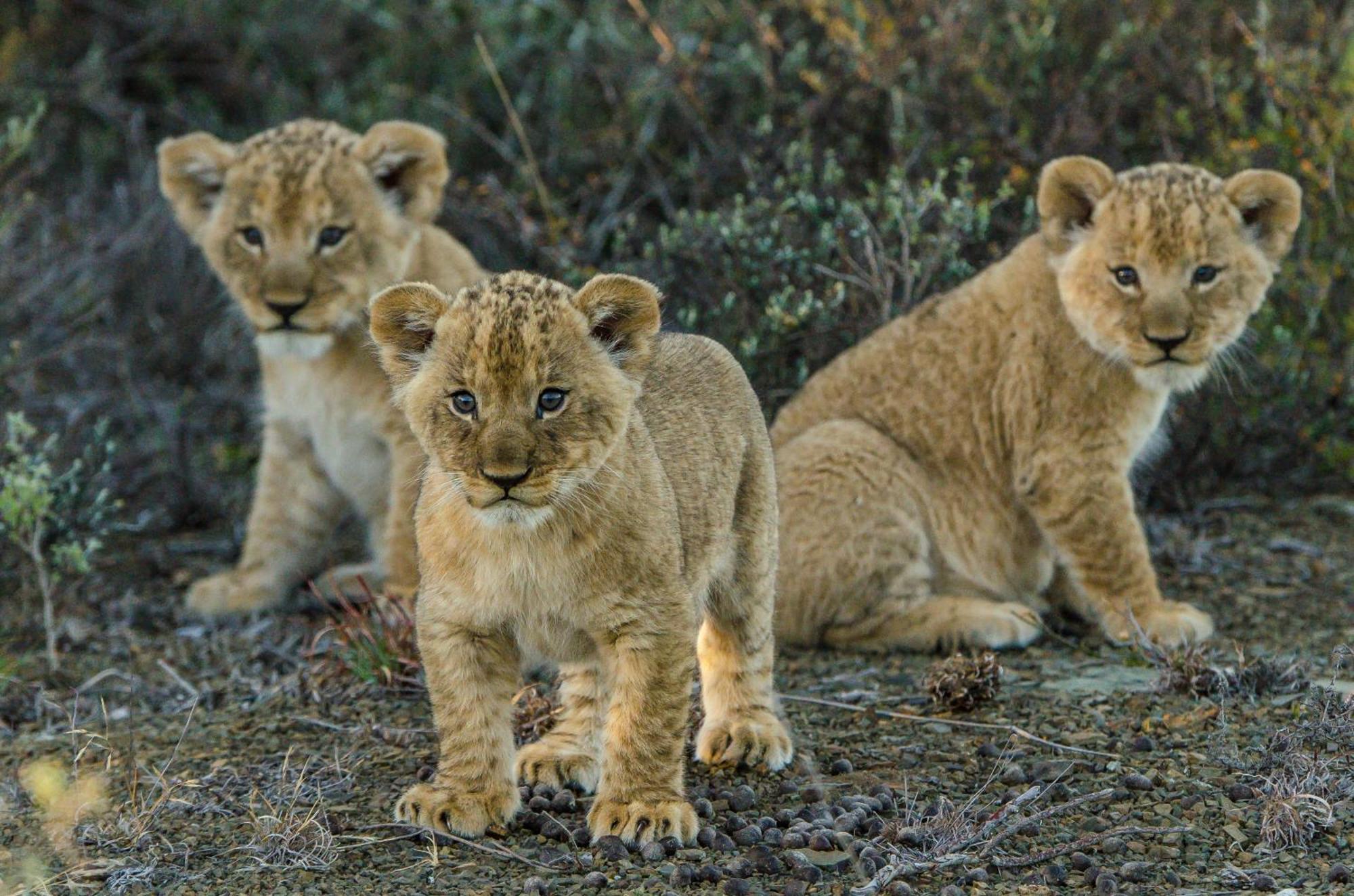 Kwandwe Private Game Reserve - Melton Manor Grahamstown Exteriér fotografie