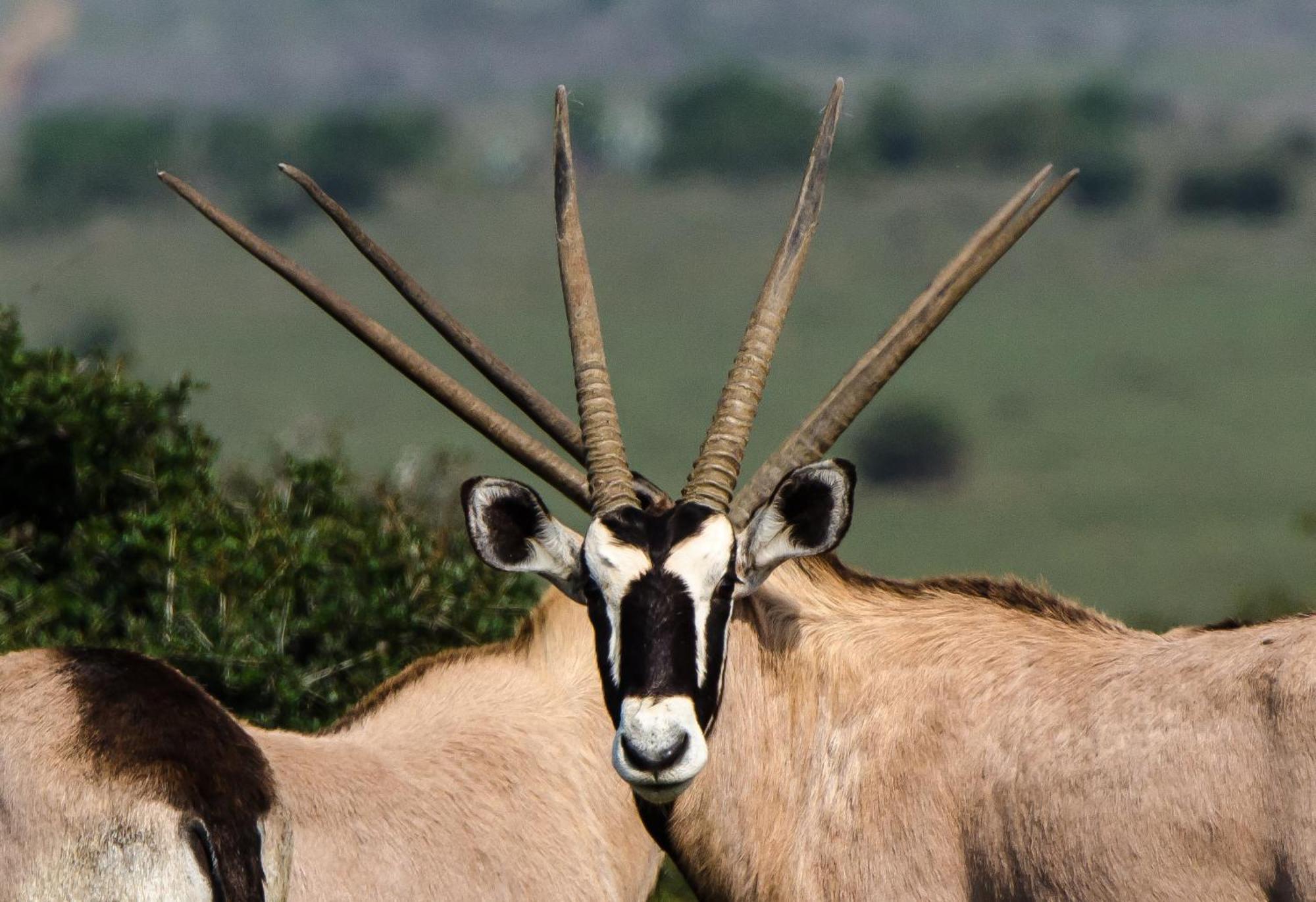 Kwandwe Private Game Reserve - Melton Manor Grahamstown Exteriér fotografie
