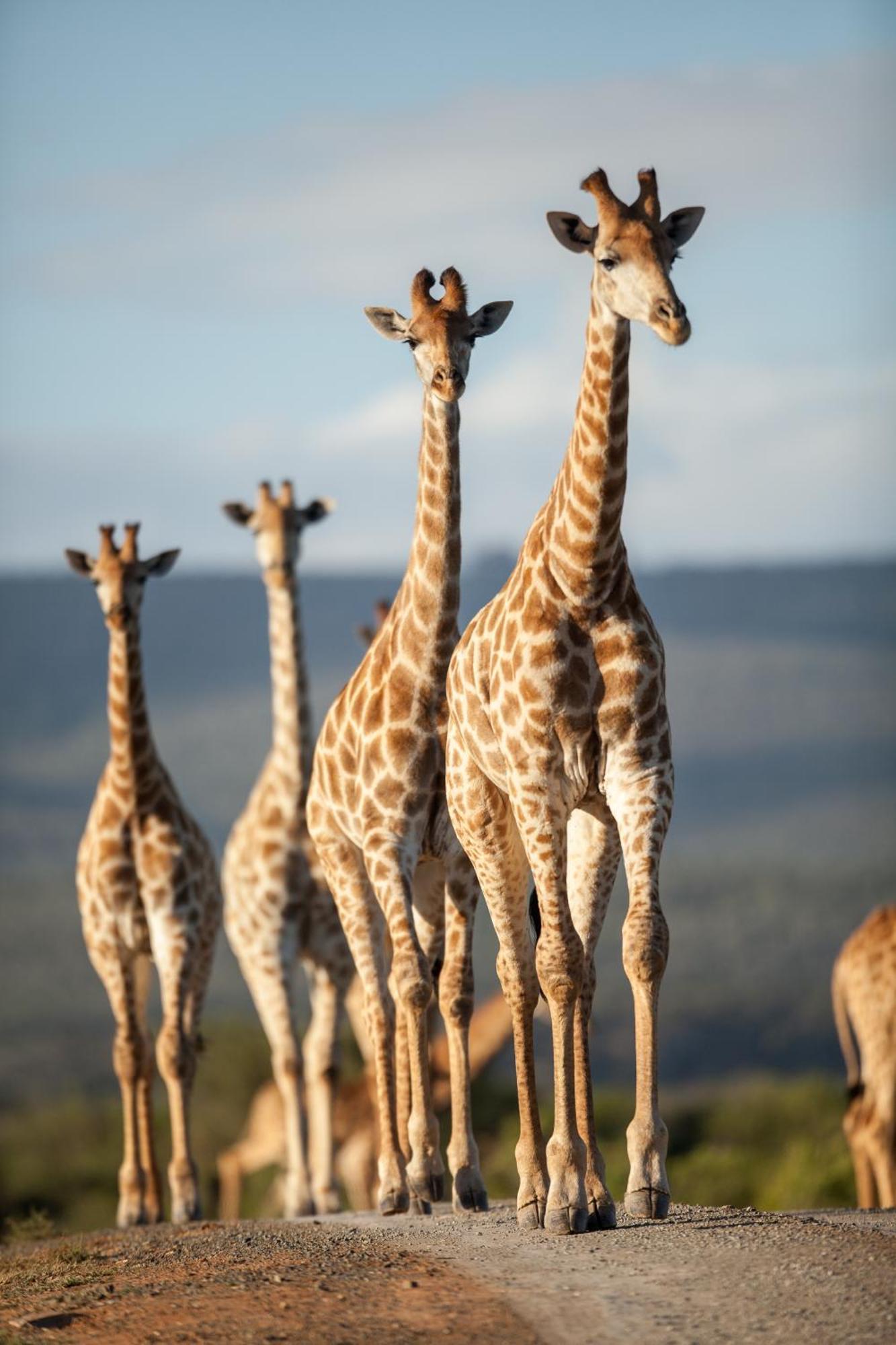 Kwandwe Private Game Reserve - Melton Manor Grahamstown Exteriér fotografie