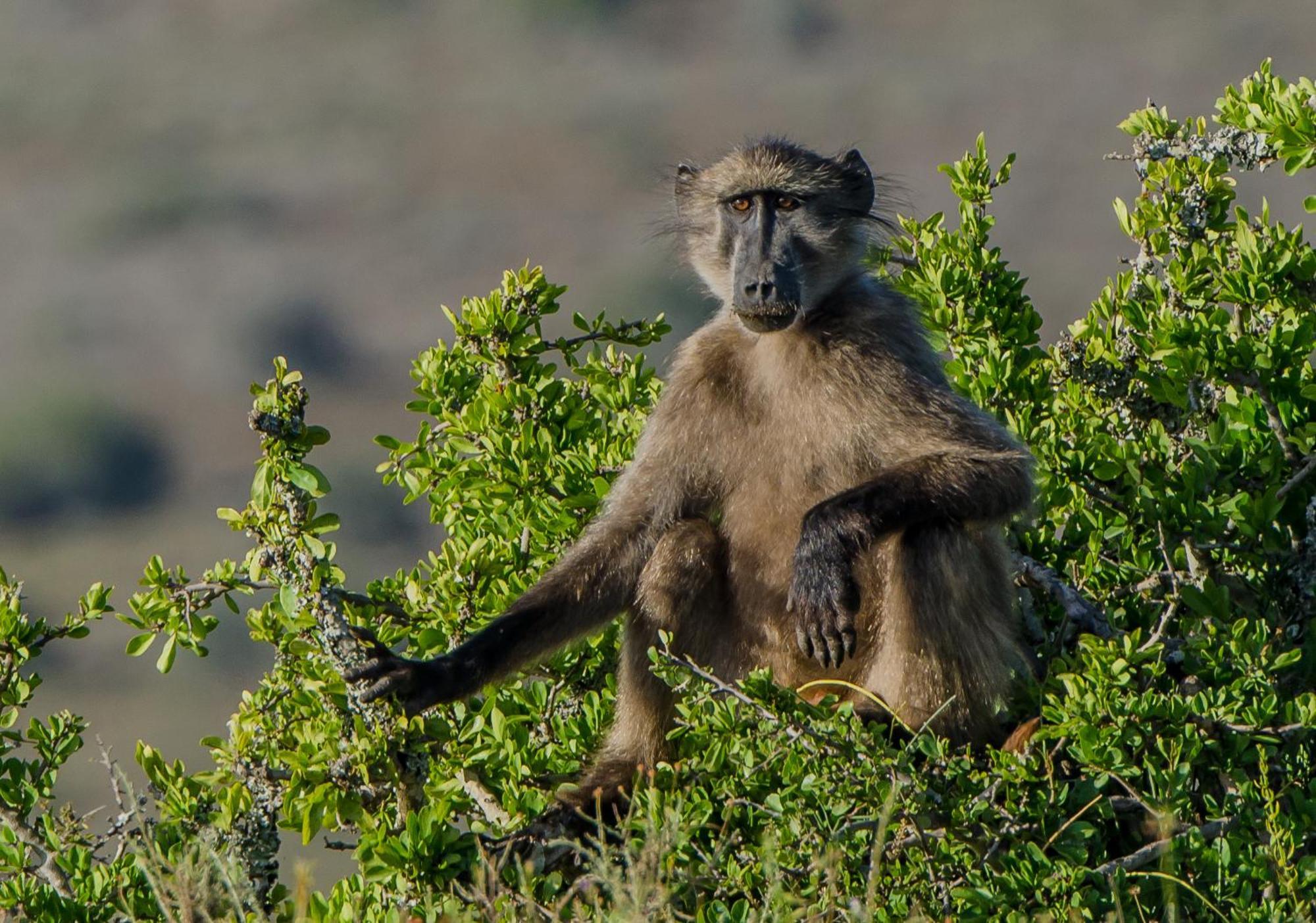 Kwandwe Private Game Reserve - Melton Manor Grahamstown Exteriér fotografie