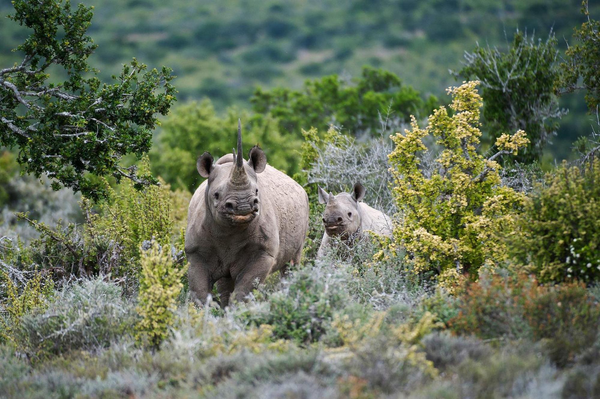 Kwandwe Private Game Reserve - Melton Manor Grahamstown Exteriér fotografie