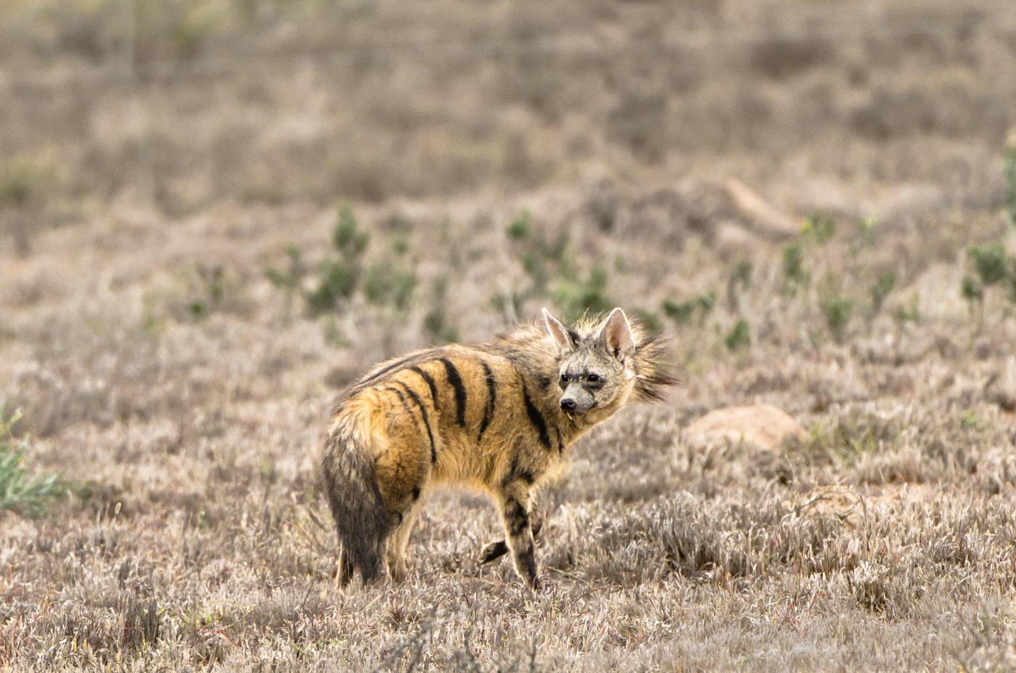 Kwandwe Private Game Reserve - Melton Manor Grahamstown Exteriér fotografie