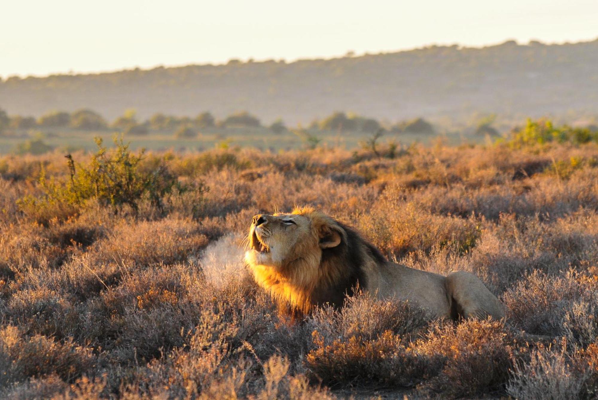 Kwandwe Private Game Reserve - Melton Manor Grahamstown Exteriér fotografie