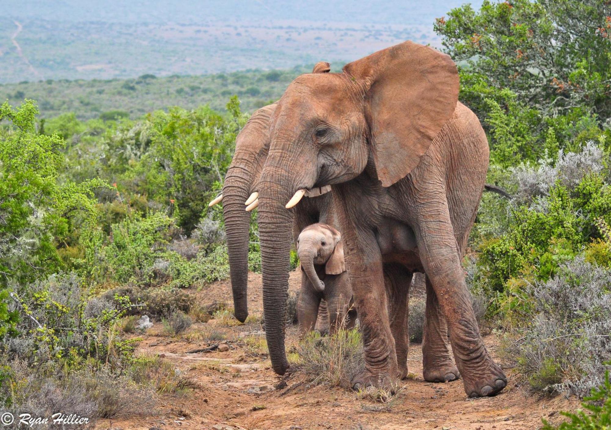 Kwandwe Private Game Reserve - Melton Manor Grahamstown Exteriér fotografie