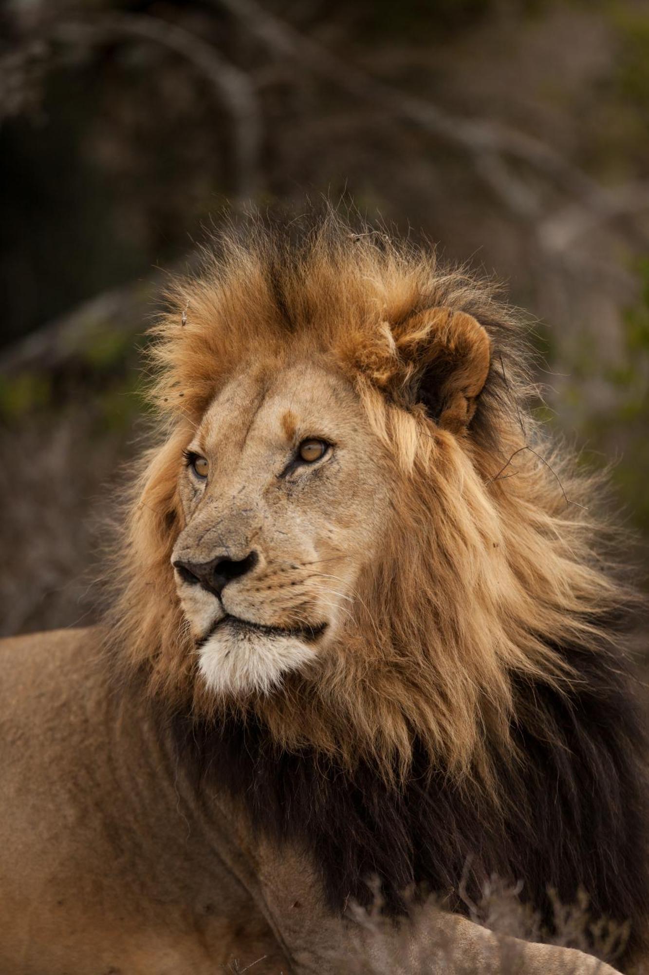 Kwandwe Private Game Reserve - Melton Manor Grahamstown Exteriér fotografie