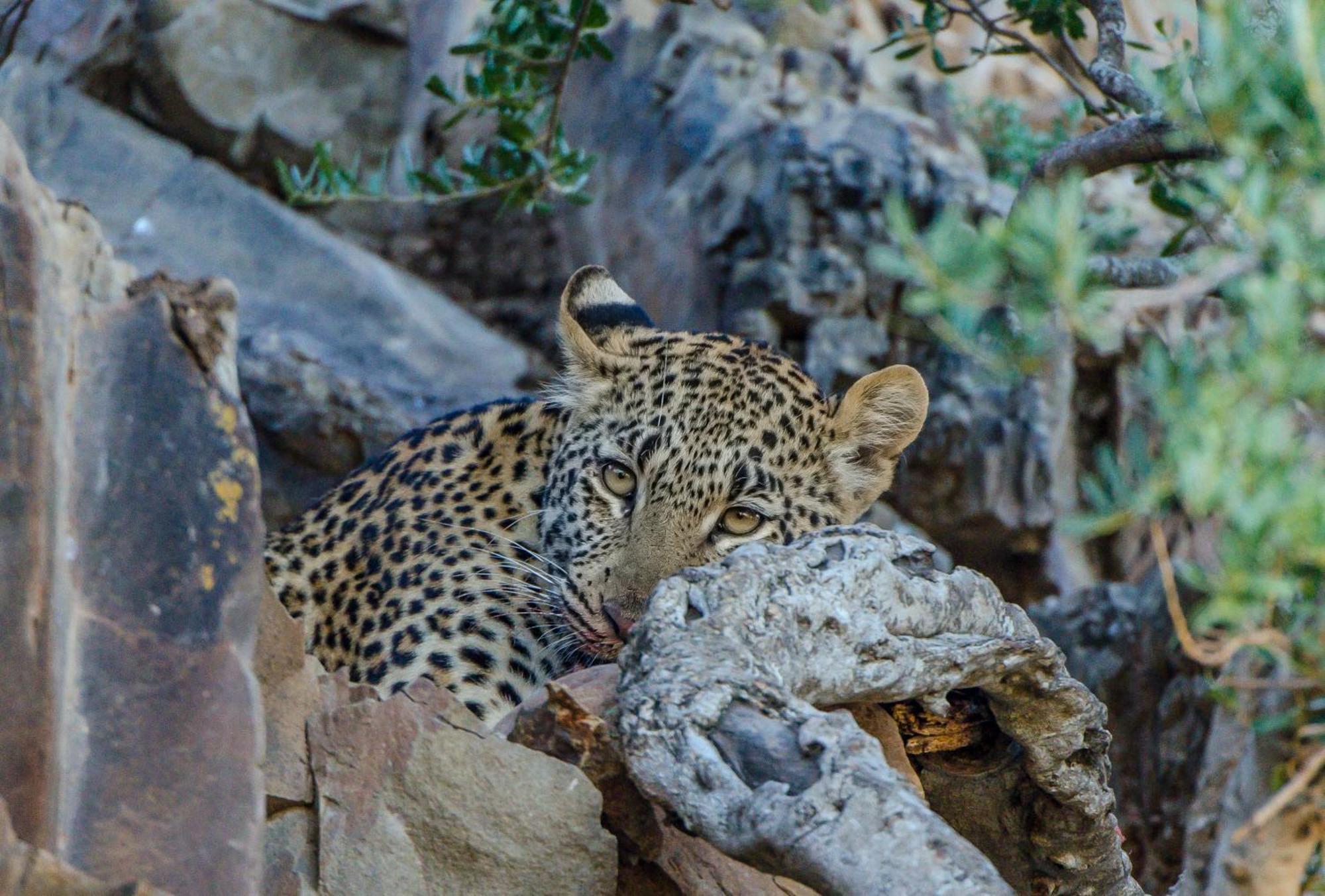 Kwandwe Private Game Reserve - Melton Manor Grahamstown Exteriér fotografie
